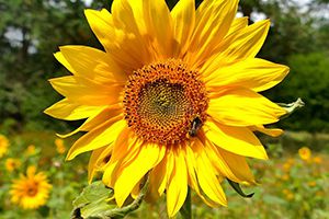 禽流感疫情接近歷史史高！美國及歐洲多地又現禽流感疫情，今年撲殺超4300萬