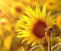 發改委：7月第3周蛋料比價為2.61，預計全國蛋價或仍存上漲空間